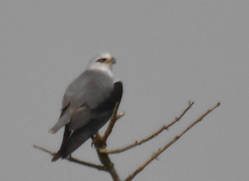 African Black-winged Kite
