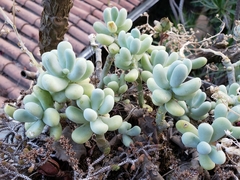 Sedum allantoides