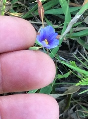 Sisyrinchium rosulatum