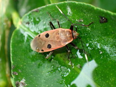 Physopelta quadriguttata