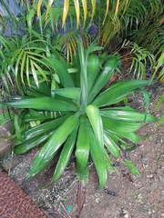 Agave desmettiana