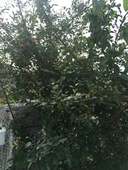 Phyllanthus reticulatus