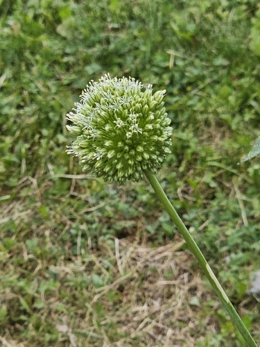 Allium atroviolaceum, photograph 5