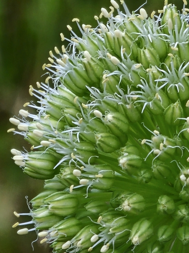 Allium atroviolaceum, photograph 6