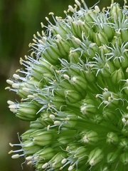 Allium atroviolaceum, photograph author not stated, no rights reserved