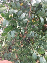 Phyllanthus reticulatus