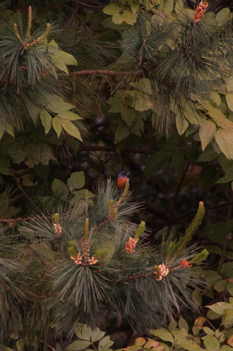 Cinnamon-bellied Flowerpiercer (Diglossa baritula), photo 3