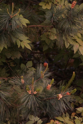 Cinnamon-bellied Flowerpiercer (Diglossa baritula), photo 4