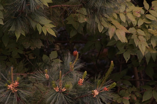 Cinnamon-bellied Flowerpiercer (Diglossa baritula), photo 7