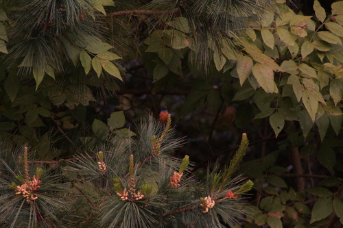 Cinnamon-bellied Flowerpiercer (Diglossa baritula), photo 8