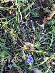 Sisyrinchium rosulatum