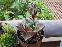 Echeveria longissima longissima