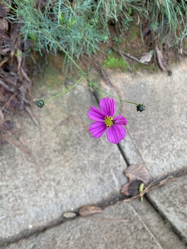 Cosmos crithmifolius, photograph 5