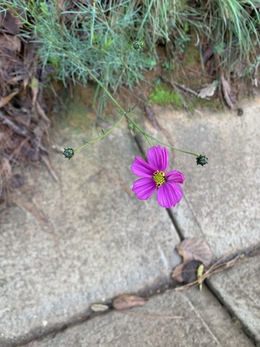 Cosmos crithmifolius, photograph 6