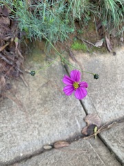 Cosmos crithmifolius, photograph (c) Carlos Domínguez-Rodríguez, some rights reserved (CC BY)