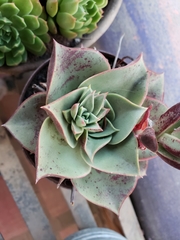 Echeveria longissima longissima