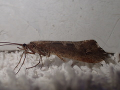 Glyphopsyche irrorata