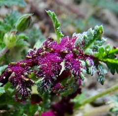 Synchytrium papillatum