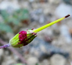 Synchytrium papillatum
