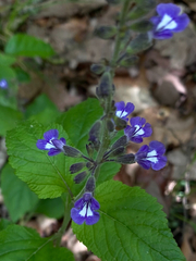 Salvia urticifolia