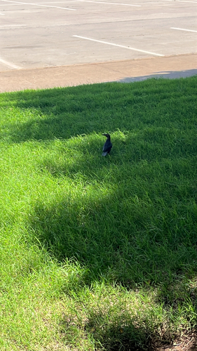 Great-tailed Grackle