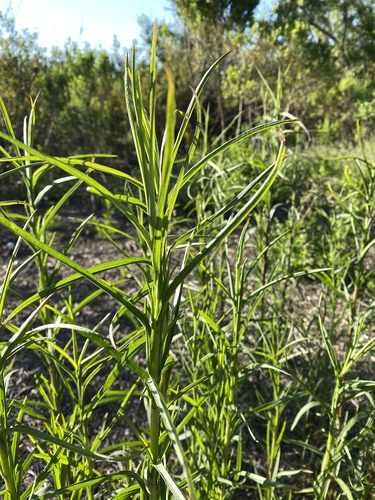 iNaturalist observation photo of western goldenrod
