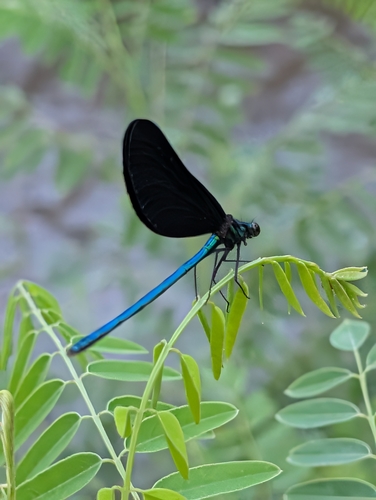 Ebony Jewelwing