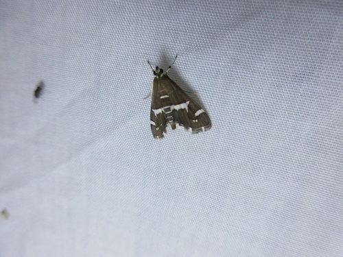 Hawaiian Beet Webworm Moth