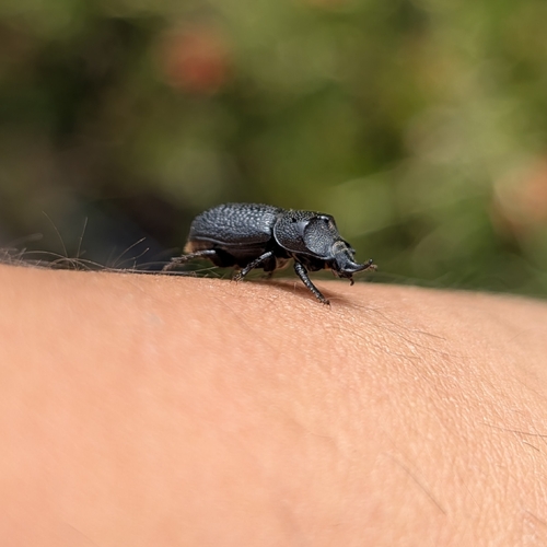 Rugose Stag Beetle photo 3