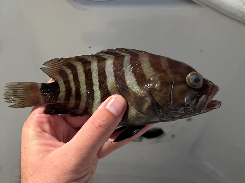 Mistige tandbaars (Hyporthodus mystacinus) — Serranidae