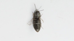 Hypnoidus abbreviatus