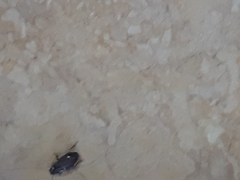 Carabidae