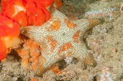 Anthenea sidneyensis
