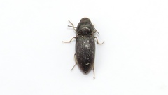 Hypnoidus abbreviatus