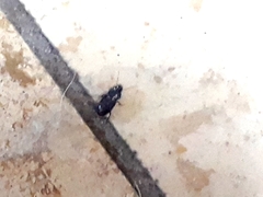 Carabidae