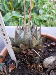 Echeveria purpusorum