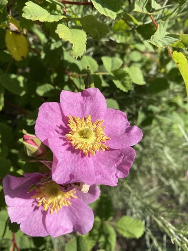 iNaturalist observation photo of California Wild Rose