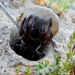 California Trapdoor Spider - Photo (c) dlbowls, some rights reserved (CC BY-NC), uploaded by dlbowls