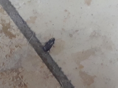 Carabidae