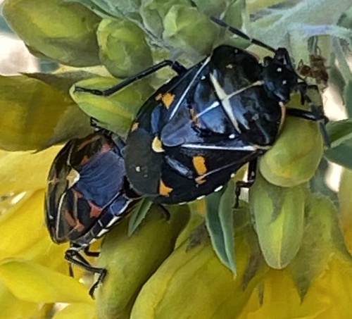 iNaturalist observation photo of Harlequin Bug