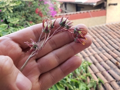 Echeveria purpusorum