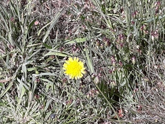 Agoseris apargioides