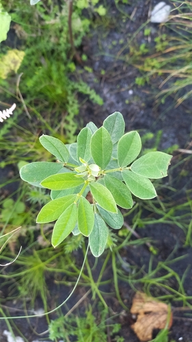 Indigofera cytisoides, photograph 4