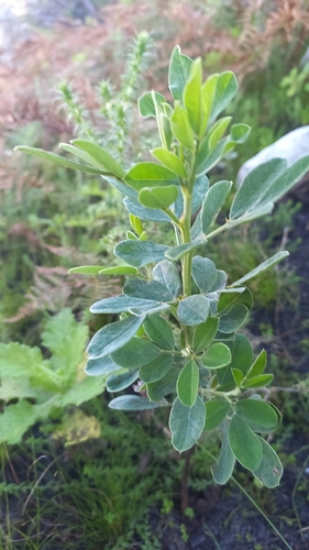 Indigofera cytisoides, photograph 5
