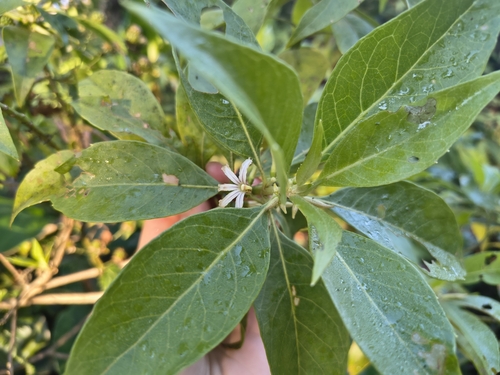 Scaevola procera observed 2026-06-19