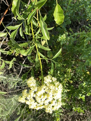 iNaturalist observation photo of blue elder