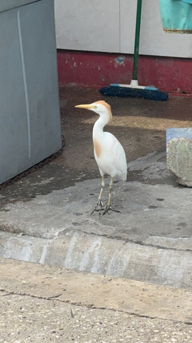 Western Cattle-Egret