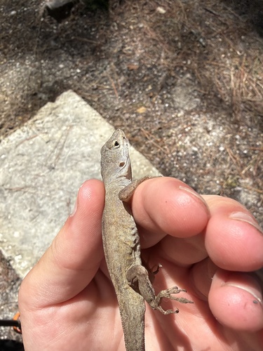 Brown Anole