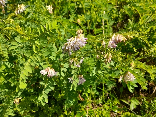 Vicia orobus, photograph 1