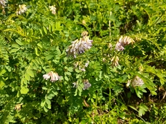 Vicia orobus, photograph (c) Flavien Saboureau, some rights reserved (CC BY)